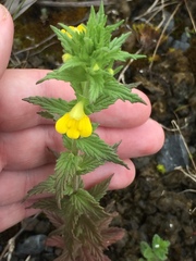 Bellardia viscosa