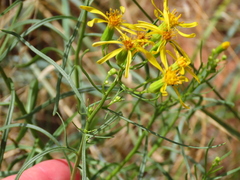 Senecio spartioides