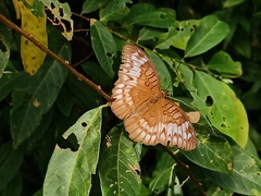 Tanaecia iapis