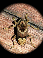 Trypanidius andicola