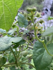 Syntomeida melanthus