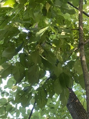 Diospyros virginiana