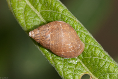 Gastropoda