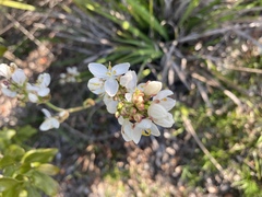 Libertia chilensis