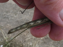 Proscopiidae