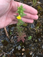 Bellardia viscosa