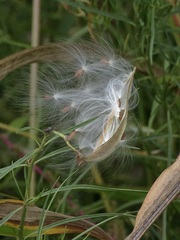 Asclepias subverticillata