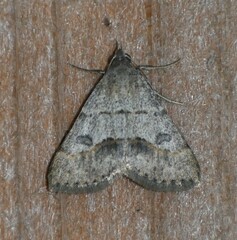 Hemeroplanis historialis