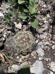 Coryphantha