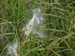 Asclepias subverticillata