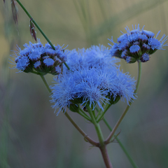 Conoclinium dissectum