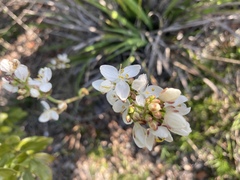 Libertia chilensis
