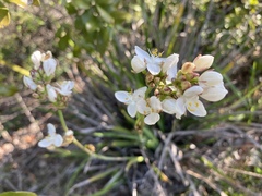 Libertia chilensis