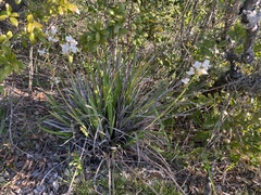 Libertia chilensis