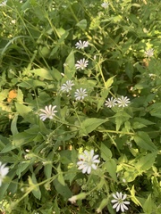 Stellaria chilensis