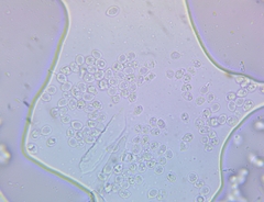 Tyromyces subgiganteus