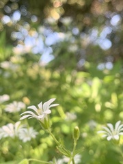 Stellaria chilensis