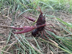 Procambarus clarkii