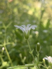 Stellaria chilensis