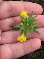 Bellardia viscosa