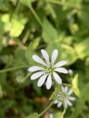 Stellaria chilensis