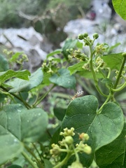 Pselliopus cinctus