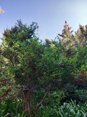 Ochna serrulata