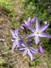 Leucocoryne ixioides