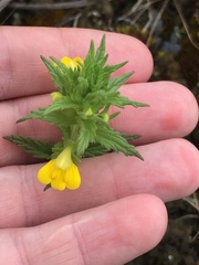 Bellardia viscosa