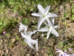 Leucocoryne ixioides