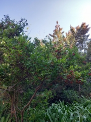 Ochna serrulata