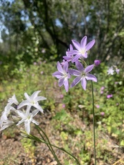 Leucocoryne ixioides