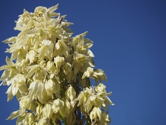 Yucca torreyi