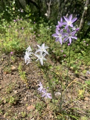 Leucocoryne ixioides