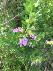 Teucrium bicolor