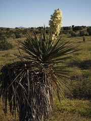 Yucca torreyi