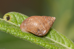 Gastropoda