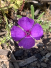 Clarkia tenella