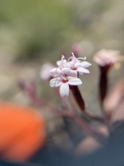 Stevia viscida