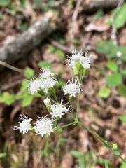 Ageratina aromatica