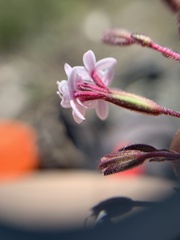 Stevia viscida