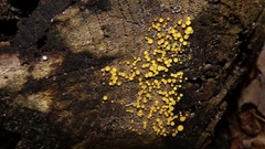 Calycina