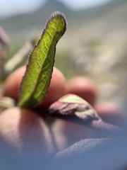 Stevia viscida