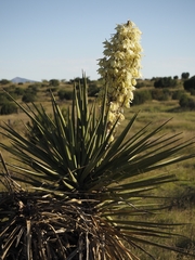 Yucca torreyi