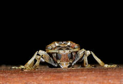 Trypanidius andicola