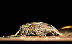 Trypanidius andicola