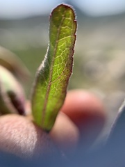 Stevia viscida