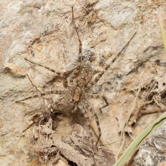 Pardosa