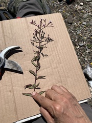 Stevia viscida