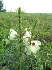 Hibiscus cannabinus